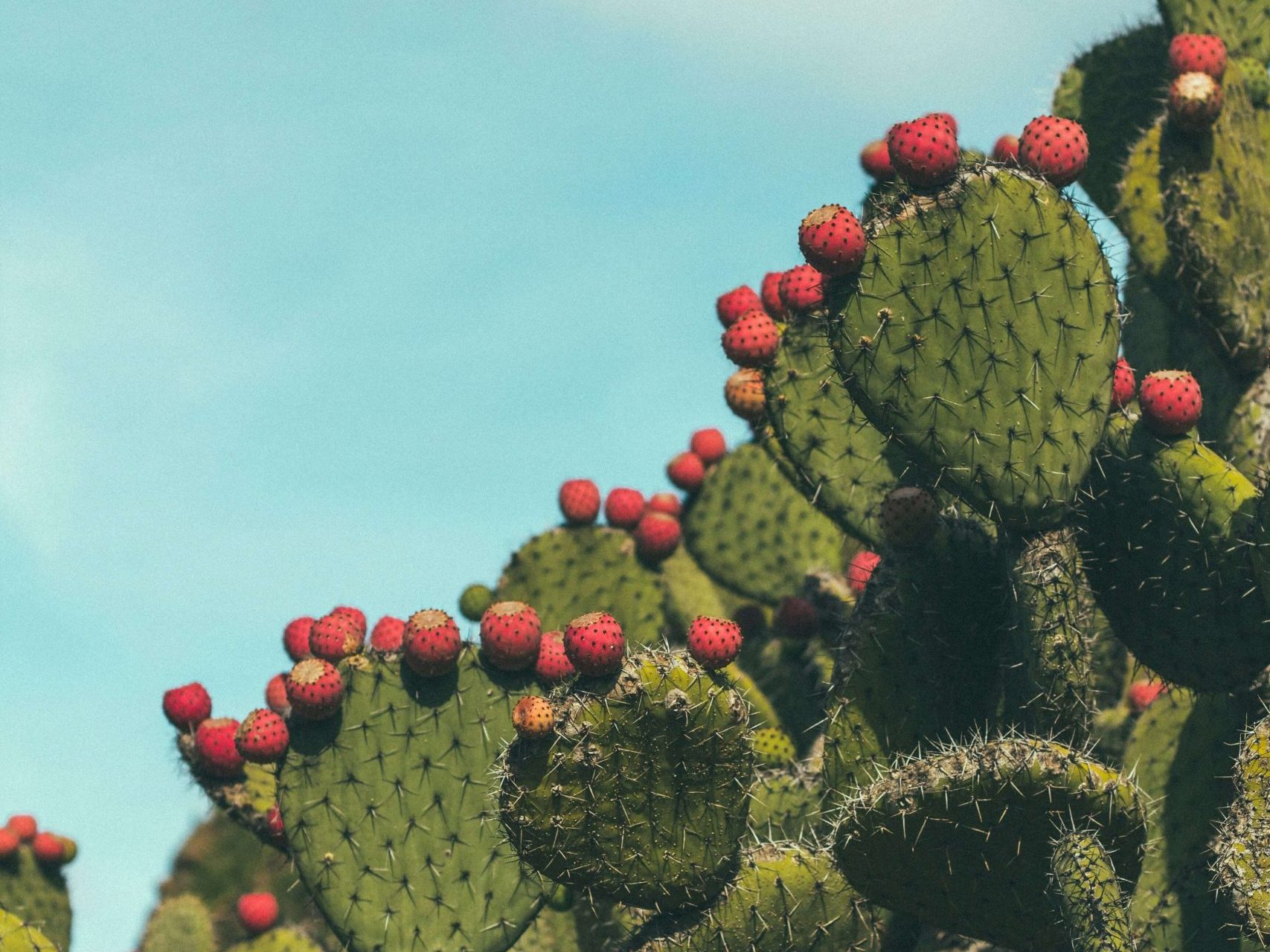 Foto di <a href="https://unsplash.com/it/@bogomi?utm_content=creditCopyText&utm_medium=referral&utm_source=unsplash">Bogomil Mihaylov</a> su <a href="https://unsplash.com/it/foto/un-gruppo-di-cactus-Ft56onTC0Ho?utm_content=creditCopyText&utm_medium=referral&utm_source=unsplash">Unsplash</a>
   